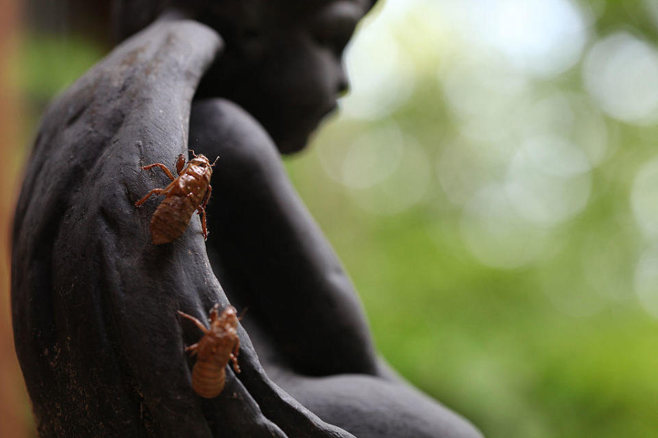 Cicadas shed their exoskeletons shortly after emerging from the earth, making their population seem even more numerous than it is. / Credit: Julia Schmalz/Bloomberg via Getty Images