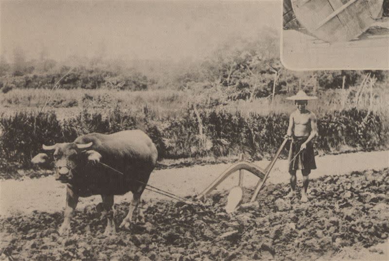  台灣水牛是農業時代的重要靈魂動物。（圖／開放博物館提供。典藏者：國立中央圖書館臺灣分館。創用CC 姓名標示-非商業性 3.0台灣（CC BY-NC 3.0 TW）。）