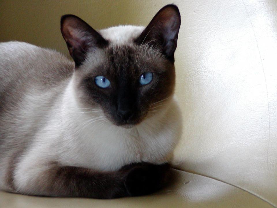 Siamese