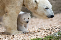 <p>The yet unnamed polar bear cub and its mother Giovanna explore the open air enclosure for the first time at the Tierpark Hellabrunn zoo in Munich, Germany, Friday, Feb. 24, 2017. The polar bear baby was born on Nov. 21, 2016. (Photo: Andreas Gebert/Anadolu Agency/Getty Images) </p>