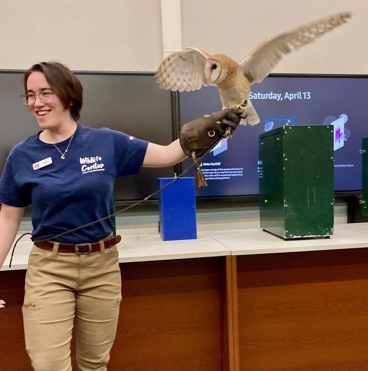 GSU student employee, Tabitha Tederstrom, tends to an animated and protesting barn owl.