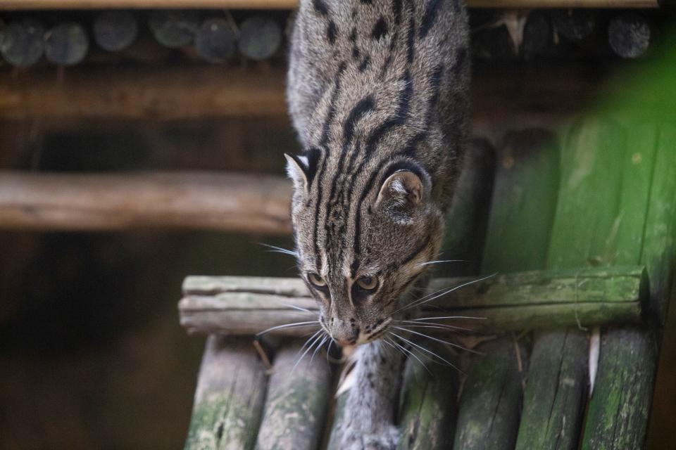 Korra, a fishing cat, walks down steps in her habitat at the Memphis Zoo on November 17, 2023.