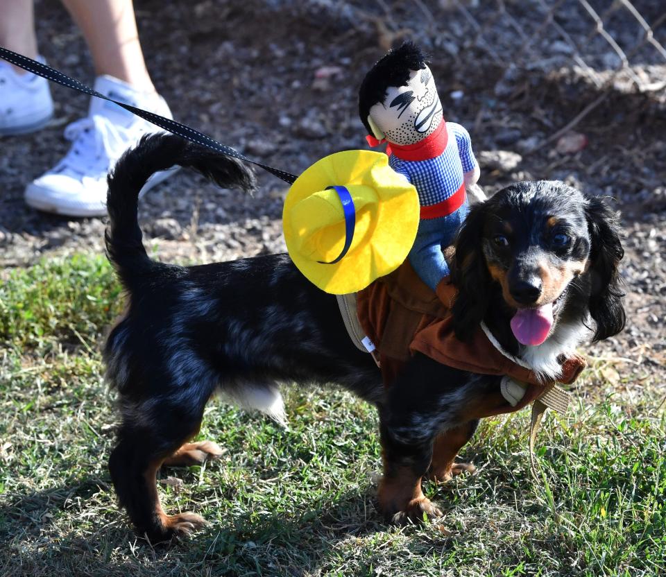 A dachshund dressed up in a costume for the first annual Wienerfest at the Wichita Falls dog park on Friday, June 21, 2024.