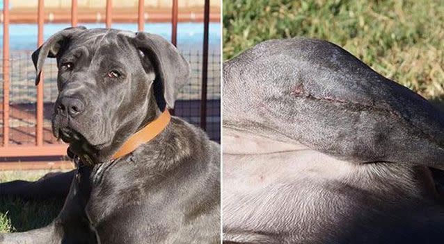 The much-loved pooch has since had the surgery to mend her severed tendon and she is currently in the process of recovering. Source: No Kill Pet Rescue.