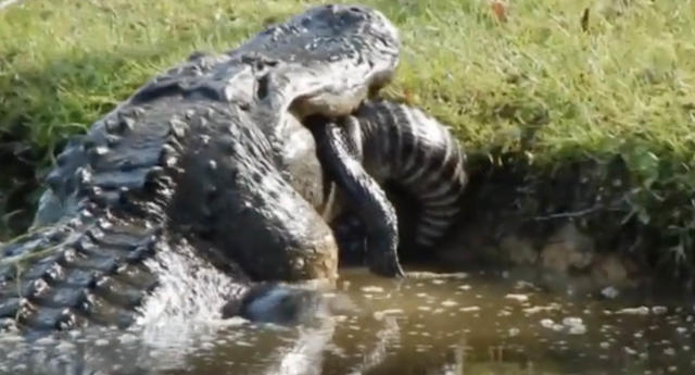 MEET THE ALLIGATOR- Cannibal If you've ever been to the park, you know our  boy, Cannibal. At 13' long and 800 lbs, he's our largest alligator at  the