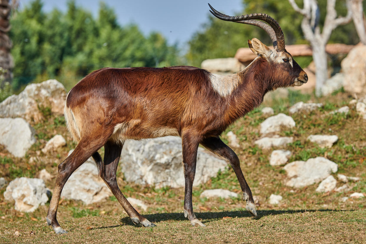 The Nile lechwe antelope is one of the animals highlighted as at risk of extinction. Source: Getty Images