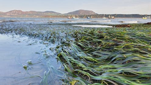 <span class="caption">A healthy seagrass meadow outside of Porthdinllaen harbour, North Wales.</span> <span class="attribution"><span class="source">Richard Unsworth</span>, <span class="license">Author provided</span></span>