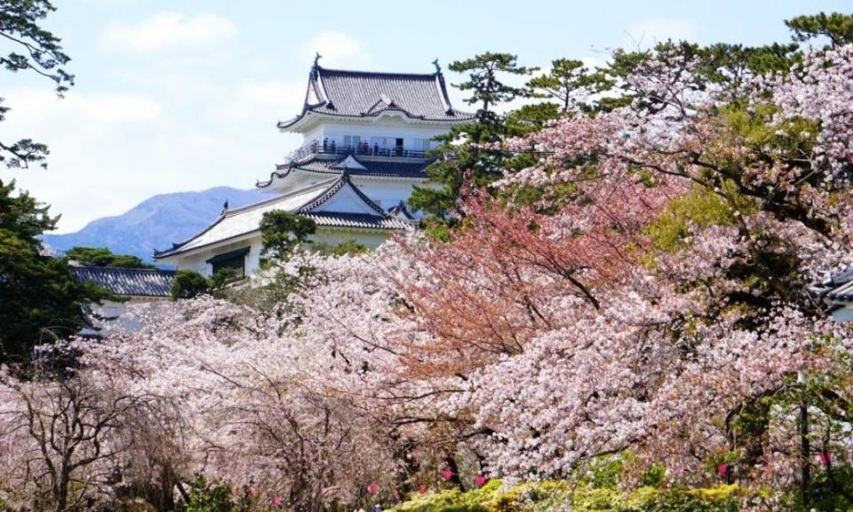 搭乘賞櫻巴士從東京出發，前往位於神奈川的小田原城賞櫻，再到新倉淺間公園遠眺富士山。