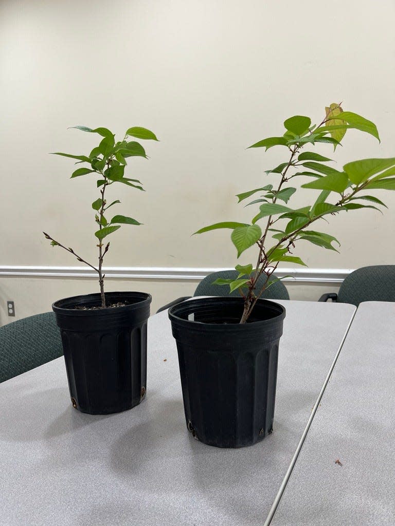 These two cherry tree clippings taken by the Arboretum's horticulturalists have been growing for around two years.