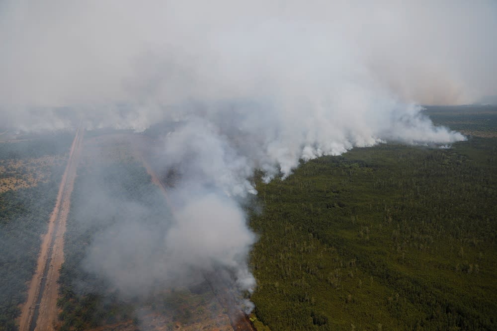 Smoke covers trees during a forest fire next to a palm plantation in Palangka Raya, Central Kalimantan province, Indonesia September 14, 2019. — Reuters pic