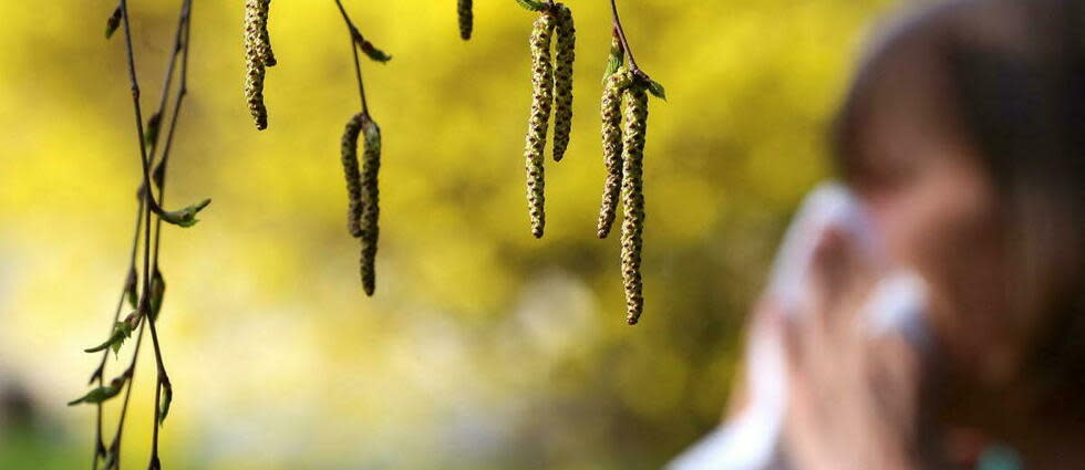 Les pollens et leur lot d'allergies sont déjà de retour en France. Un phénomène auquel il va falloir s'habituer...  - Credit:KARL-JOSEF HILDENBRAND / DPA / dpa Picture-Alliance via AFP