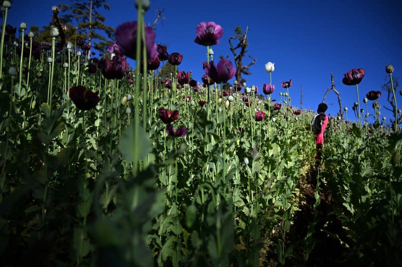 A farmworker in an illegal poppy field in Myanmar, which overtook Afghanistan as the world’s biggest producer of opium.<span class="copyright">AFP/Getty Images</span>