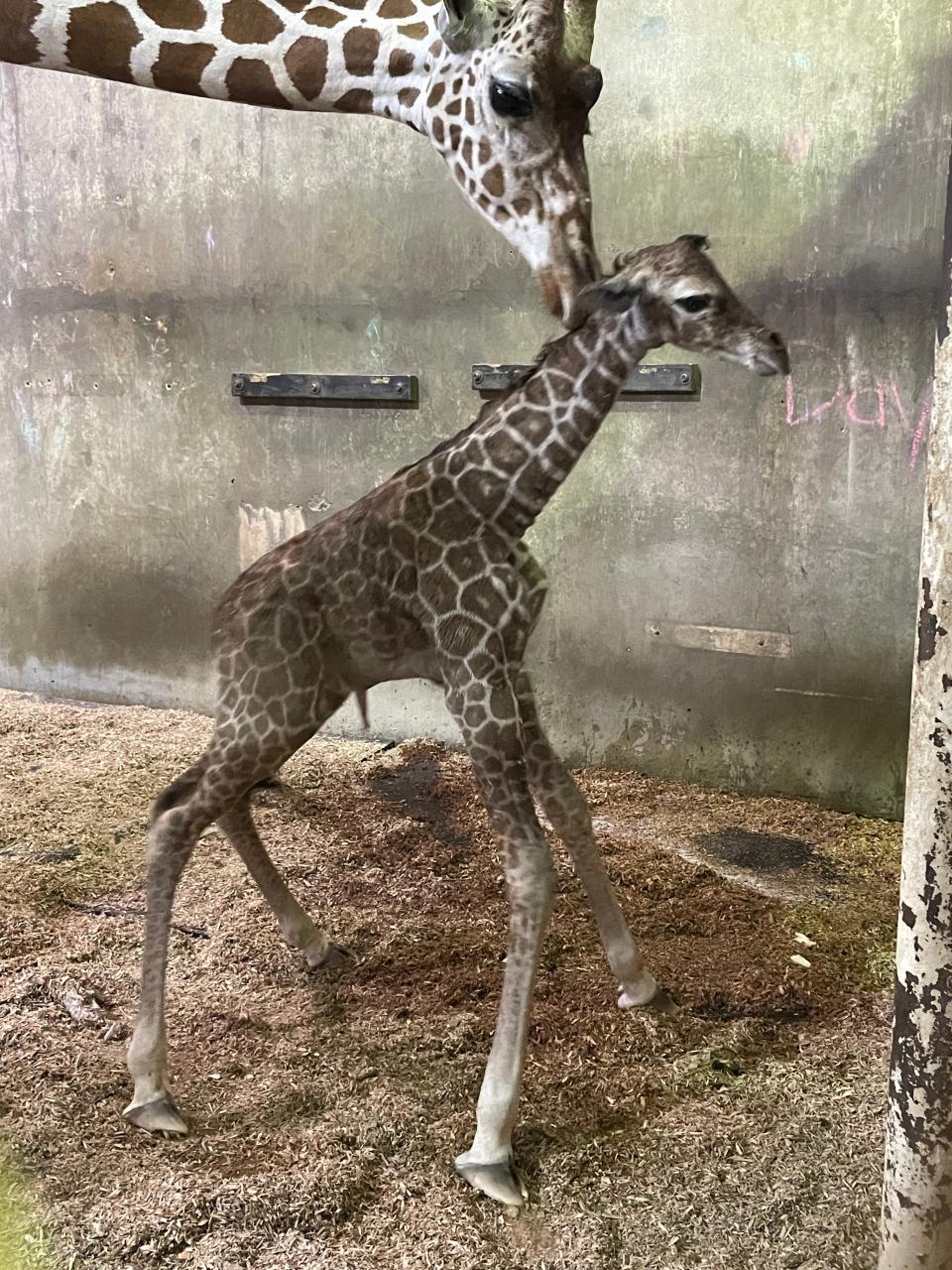 Fitz, the baby reticulated giraffe born at the Memphis Zoo on April 2, gets a nuzzle from his mom, Wendy. Fitz is Wendy's fourth calf and was born weighing 150 pounds.