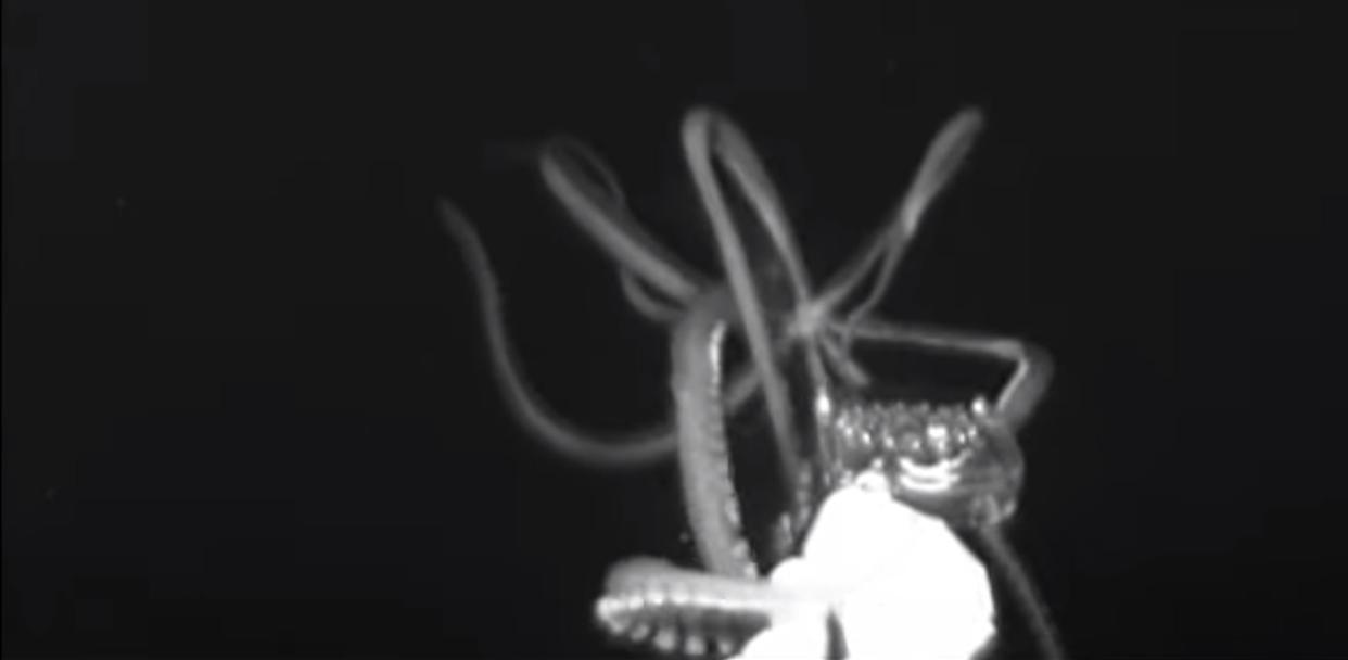 Researchers in the Gulf of Mexico have captured video of a giant squid in its native habitat for just the second time ever. (Photo: NOAA OER)