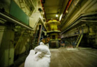 <p>A visitor holds a butterfly that was found in a pump room of the stopped third reactor at the Chernobyl nuclear power plant in Chernobyl, Ukraine, April 20, 2018. (Photo: Gleb Garanich/Reuters) </p>