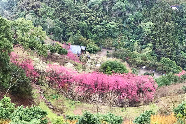 碧絡角櫻花盛開 (圖／碧絡角)