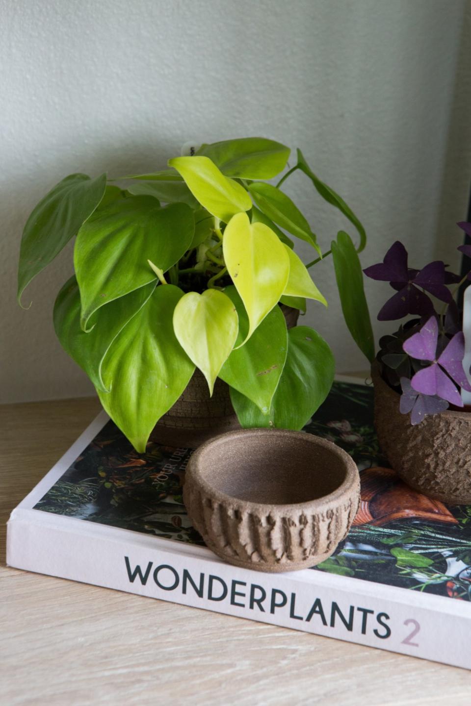 A neon philodendron cordatum with light green new growth