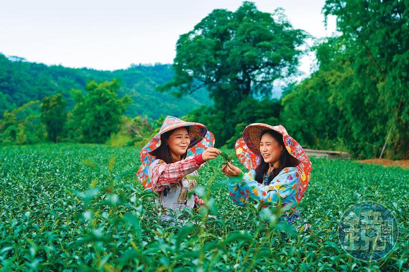 「梨迦初走」安排的茶皂體驗，會先到鄰近以有機農法種植的「大峰茶園」採摘嫩葉當原料。