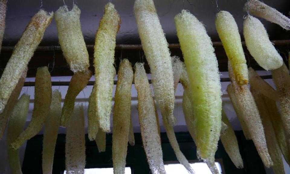 Sponges hanging up to dry.