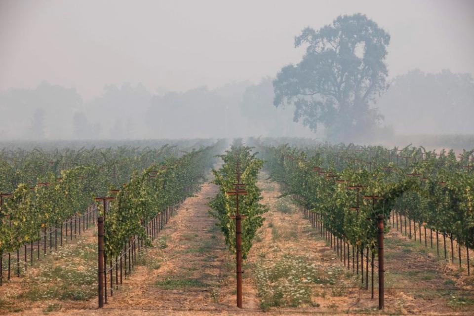 So-called ‘smoke taint’ from wildfires can destroy a harvest of grapes.