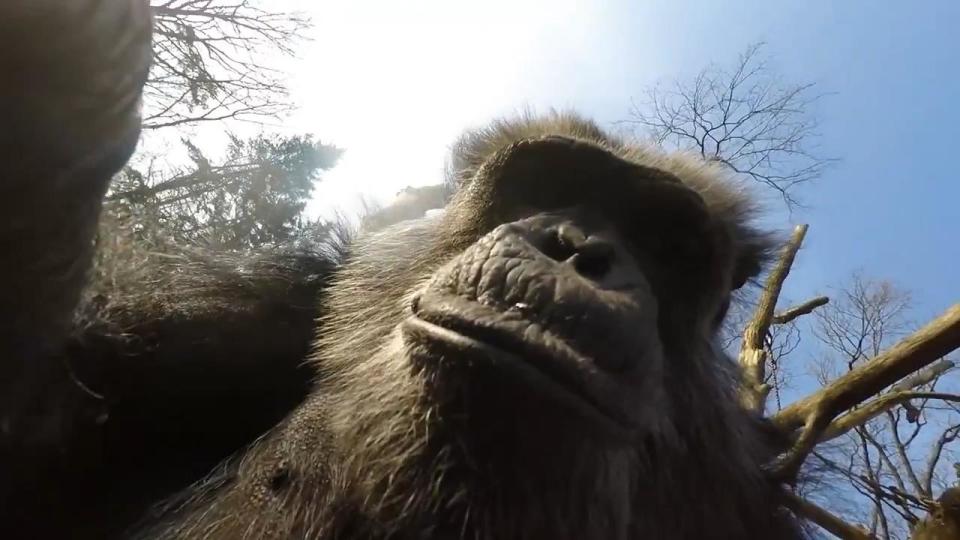 A chimpanzee from the Arnhem Burgers’ Zoo in the Netherlands recently had an intriguing meeting with a drone, fixed with a camera.