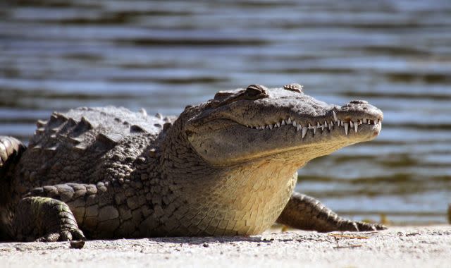 Hunt for nearly 70 crocodiles that escaped during China floods, China