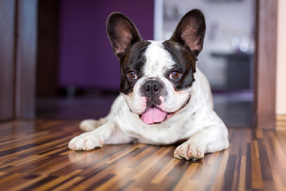 French Bulldog