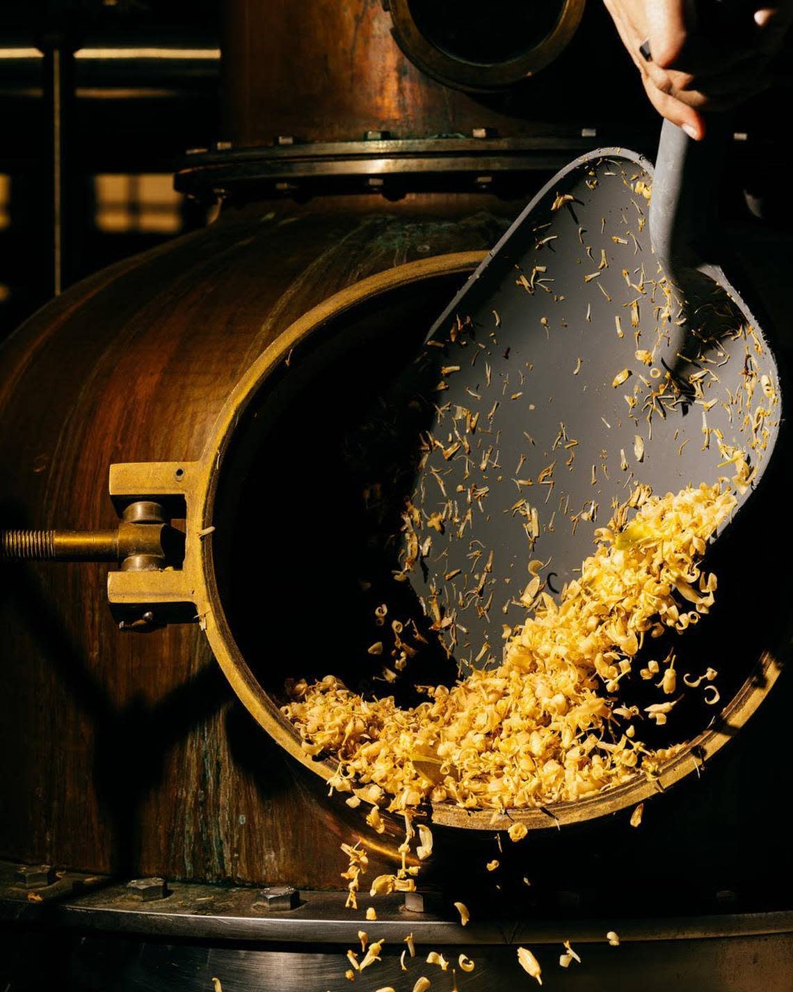 Orange blossoms picked from a Tulare County farm are scooped into a distilling tank, where they will infuse their flavor into gin.