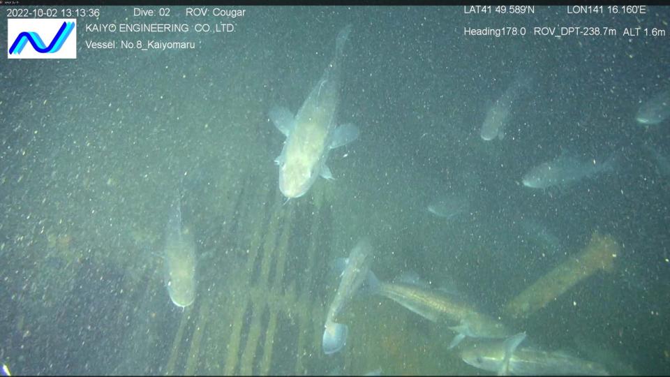 USS Albacore sank while on patrol near Hokkaido in Nov. 1944, probably after striking a naval mine. All 85 crew on board were killed in the explosion or the sinking.