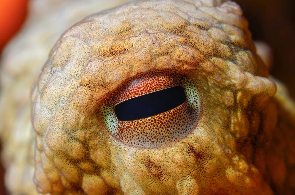 <a href="https://www.shutterstock.com/es/image-photo/close-octopus-eye-vulgaris-cuvier-1797-1968735136" rel="nofollow noopener" target="_blank" data-ylk="slk:Shutterstock / Osman Temizel;elm:context_link;itc:0;sec:content-canvas" class="link ">Shutterstock / Osman Temizel</a>