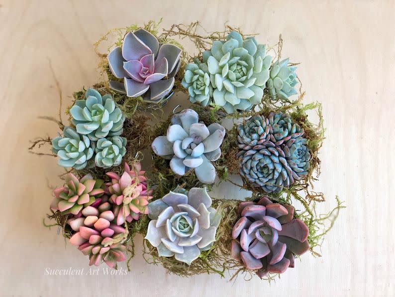 <p><a href="https://go.redirectingat.com?id=74968X1596630&url=https%3A%2F%2Fwww.etsy.com%2Flisting%2F618112241%2F25-succulent-rosette-favors-25&sref=https%3A%2F%2Fwww.womenshealthmag.com%2Flife%2Fg43840994%2Fbest-mothers-day-flower-delivery-services%2F" rel="nofollow noopener" target="_blank" data-ylk="slk:Shop Now;elm:context_link;itc:0;sec:content-canvas" class="link ">Shop Now</a></p><p>Succulent Rosette Favors</p><p>$55.00</p><p>etsy.com</p><span class="copyright">Courtesy of Succulent Art Works</span>