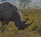 A White Rhinoceros, also known as Square-lipped Rhinoceros, in Lake Nakuru National Park. Poached for their horns, which are believed to have aphrodisiac properties, these animals have nearly been hunted to extinction. They are now protected in Kenya and some other African countries.