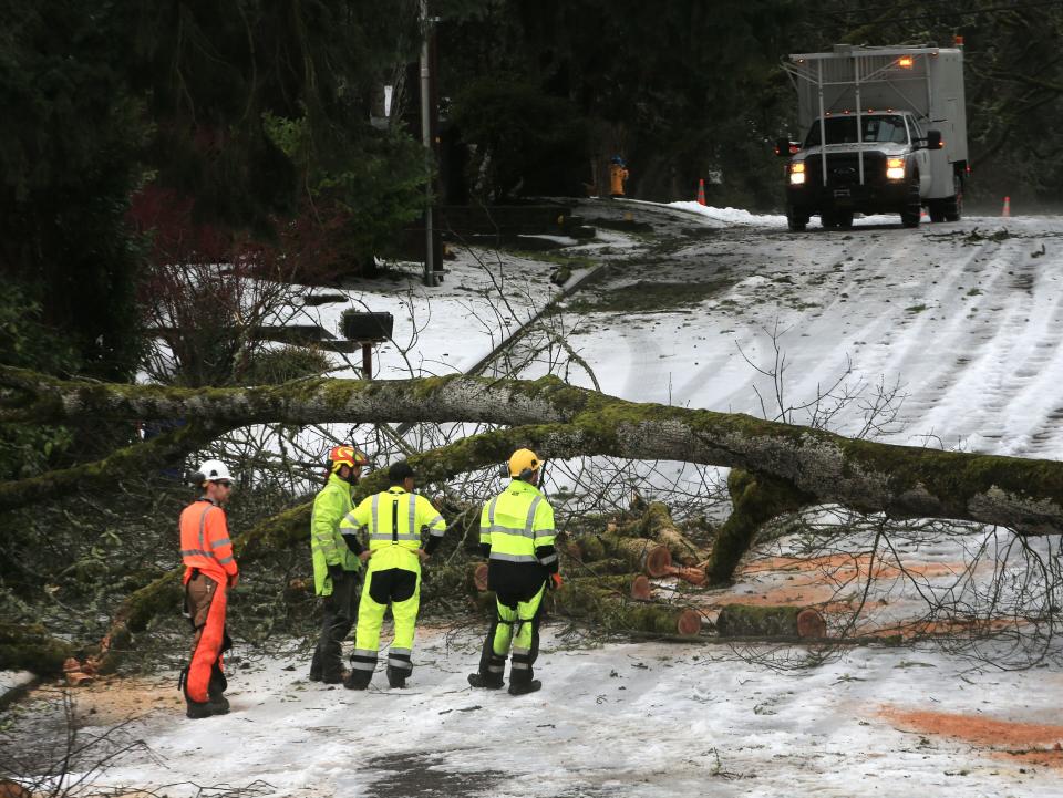 A crews assesses how to remove a tree across Madison Street near West 28th Avenue on Eugene Jan. 17 in the wake of an ice storm that paralyzed much of the Willamette Valley.