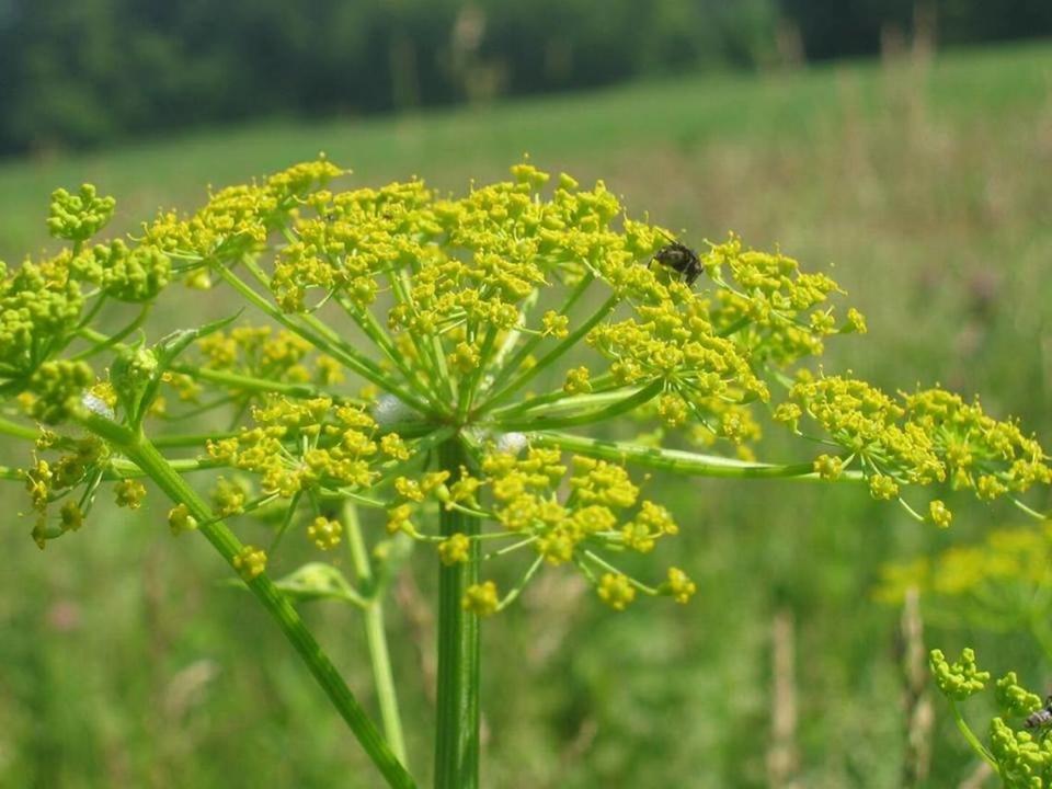 Wild parsnip