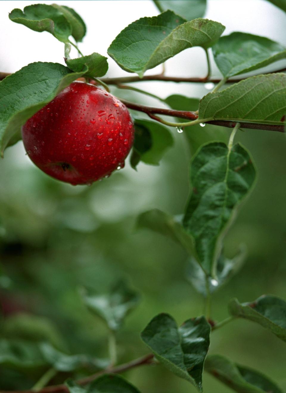 A Paula Red apple hangs from a tree at Wiard’s Orchards in Ypsilanti.