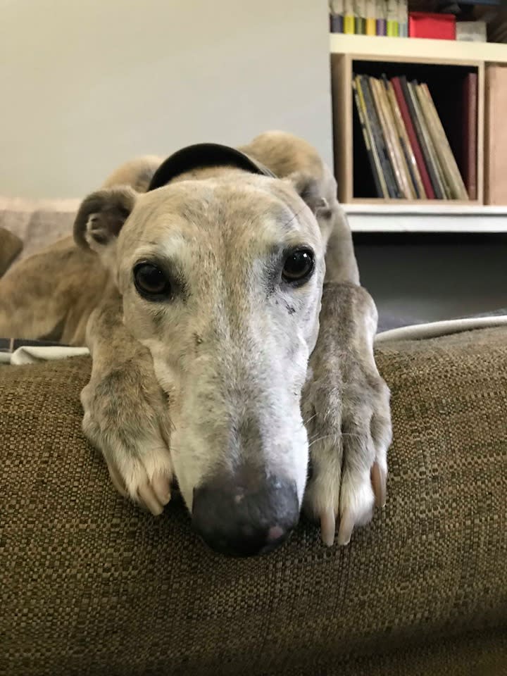 Lux the greyhound killed by Leptospirosis in Glebe, Sydney. Source: Supplied / Alison Cole