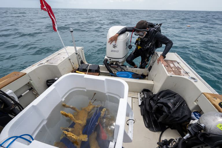 Voluntarios trasladan muestras de corales a un banco en tierra para su conservación 