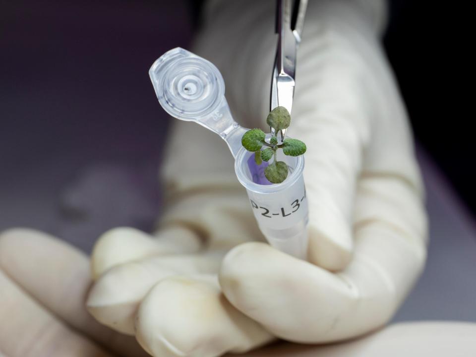 For the first time, researcher harvested a thale cress plant growing in lunar soil.