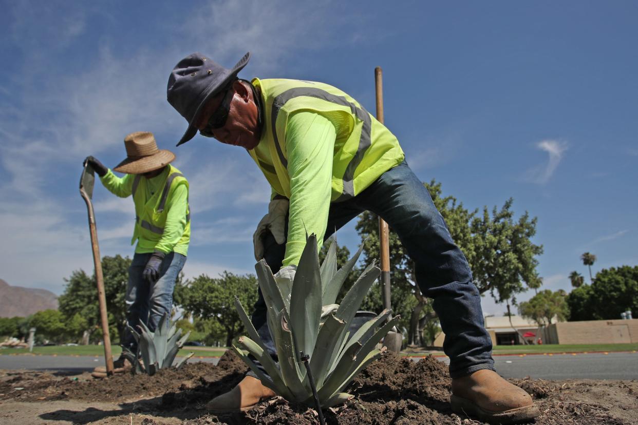 Landscapers plant low-water plants as part of the xeriscape landscaping on public spaces in Palm Springs, Calif., on August 3, 2022. State regulations require cities to replace ornamental grass with xeriscape landscaping to reduce water usage. 