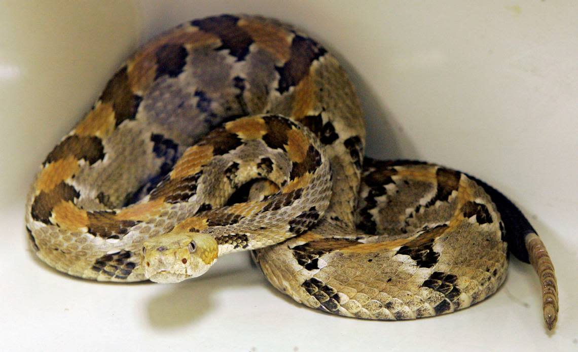 A timber rattlesnake File photo