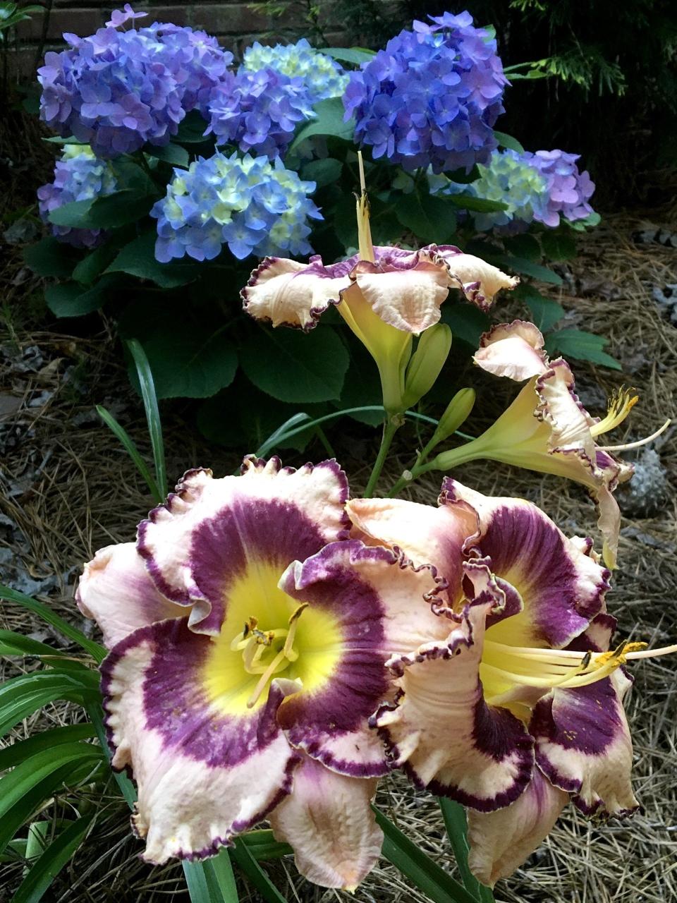 Let’s Dance Arriba is another great reblooming hydrangea. Here it is partnered with Rainbow Rhythm Sound of My Heart daylilies.