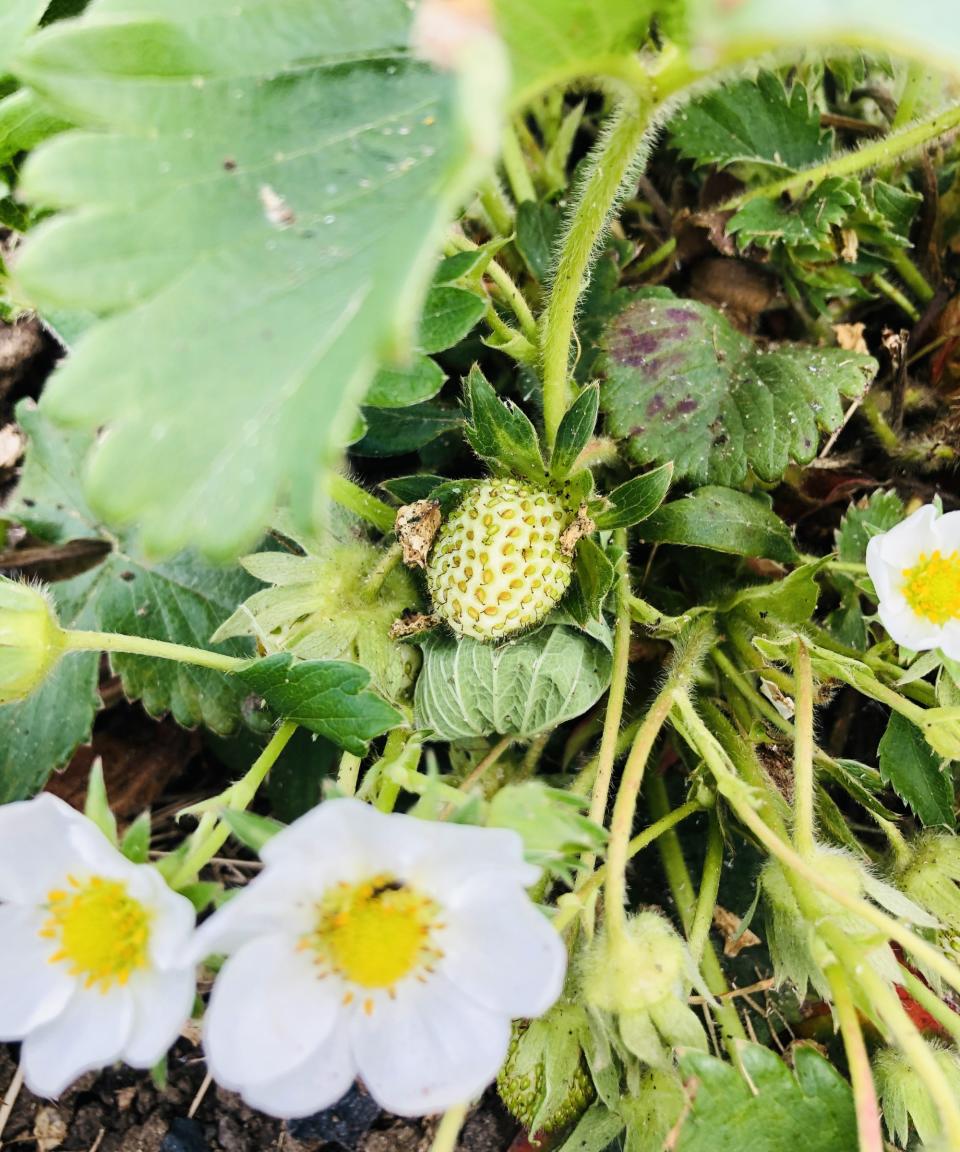 A strawberry plant with brown marking on some leaves