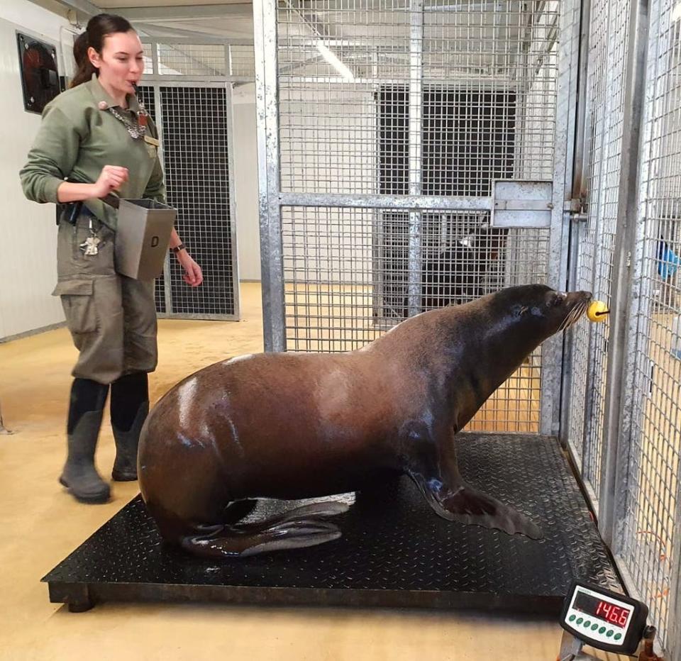 The task of weighing the park&#x002019;s animals involved using a lot of treats and gentle coaxing. (YWP/PA)