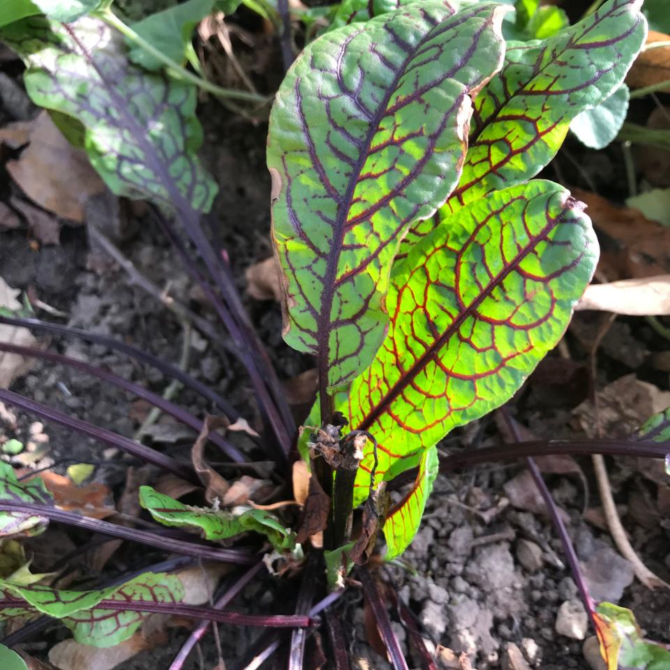 Red-veined sorrel returns every spring. A few of the small leaves in salad add a tart, citrusy note. The larger leaves are attractive enough to have in a flower bed.