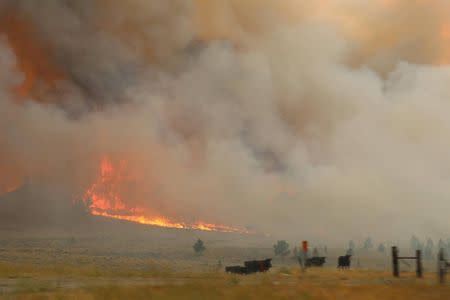 Cattle are seen near the flames of the Lodgepole Complex fire in Garfield County, Montana, U.S. July 21, 2017. Picture taken July 21, 2017. BLM/Pete McFadden/Handout via REUTERS