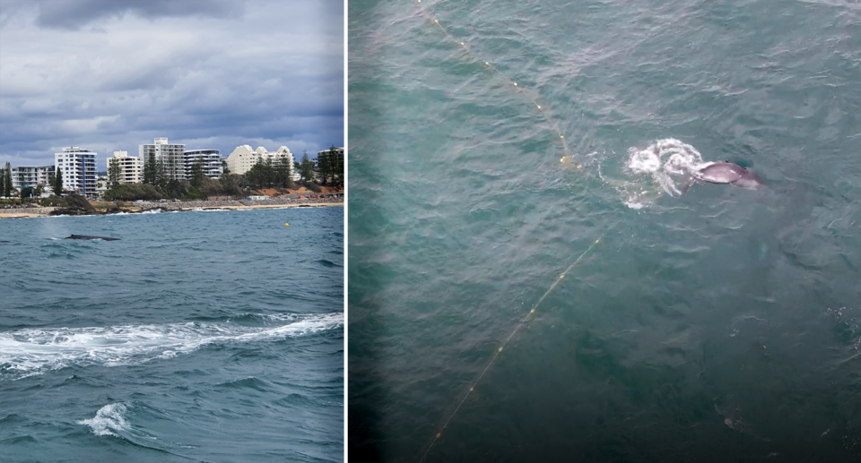 While boats kept a safe distance from the whale, a drone was able to get a clearer view of its situation. Source: SunReef / Sea Shepherd