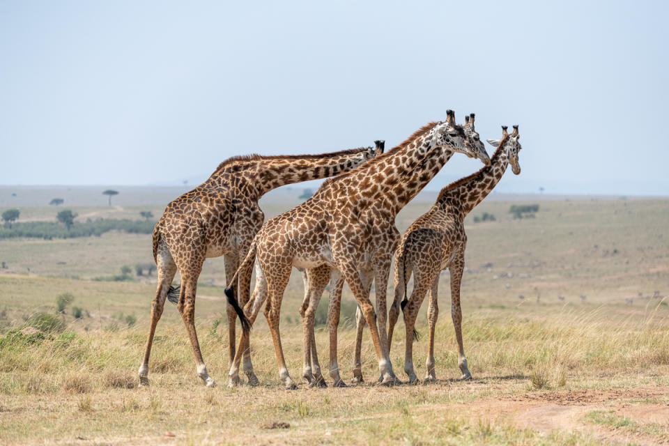 MASAI MARA, KENYA - AUGUST 19, 2019 - A small giraffe's group in Masai Mara, Kenya - PHOTOGRAPH BY Ingo Gerlach / Barcroft Media (Photo credit should read Ingo Gerlach / Barcroft Media via Getty Images)