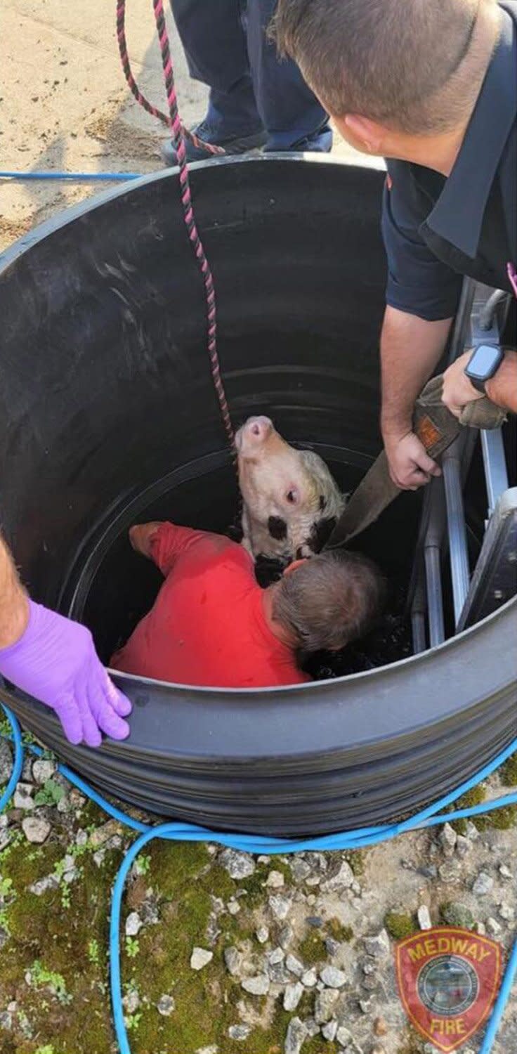 cow rescued from well