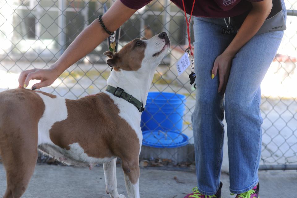 Los Angeles County Animal Care volunteer Leia Pankovich pets Buffy, a 4-year-old pitt bull mix, at the Agoura Care Center in Agoura Hills, Calif. on August 3, 2023.