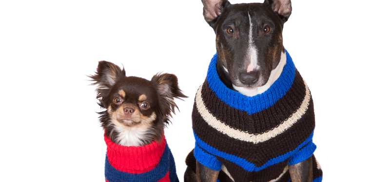 Two dogs wearing sweaters.